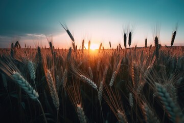 Wall Mural - wheat fields with the sun sinking in the backdrop of the image Generative AI