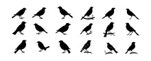 Birds Silhouettes. Black Bird Outline Shapes Isolated On White Background. Vector Illustration