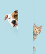 Portrait peeking pets. Hide ginger orange cat and dog behind a blue pastel wall.