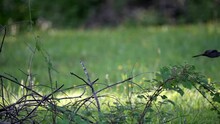 Gray Catbird Stands On Low Brush Shrub In Shaded Field, Takes Off, Profile View