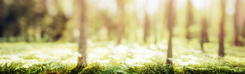 Sticker - Blur spring forest panorama