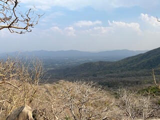 tree on a hill