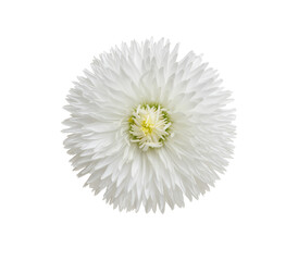 Wall Mural - Chamomile or camomile isolated on white