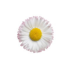 Wall Mural - Chamomile or camomile isolated on white