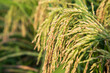 © Artyponds - Closeup focus grain rice spike harvest agriculture landscape view