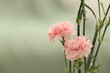Beautiful pink carnation flowers on light background, space for text