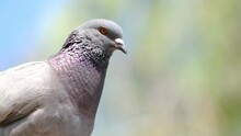 Close Up Of A Pigeon