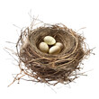© Papugrat - nest with eggs isolated on transparent background cutout