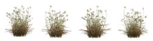 Scirpus Autumn Plant On Transparent Background, Nature Meadow, 3d Render Illustration.