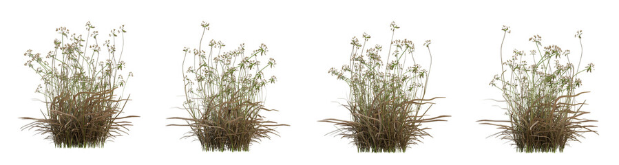 Wall Mural - scirpus autumn plant on transparent background, nature meadow, 3d render illustration.