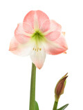 Fototapeta Storczyk - Pink Lilium Flover Isolated on White      