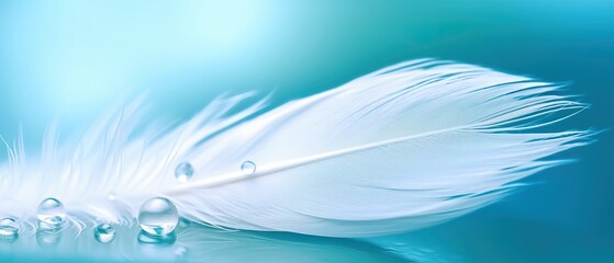 Sticker - White light airy soft bird feather with transparent fresh drops of water on turquoise blue background close-up macro. Delicate dreamy exquisite artistic image of the purity and fragility of nature