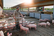 Täglicher Kontrollgang der Schweine in Aussen - Buchten eines Schweinestalles, der Haltungsstufe 4, durch einen Landwirt.