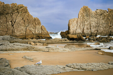 Wall Mural - Adorable sea gull