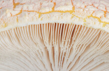 Fresh Mushroom Texture In Nature