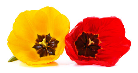 Wall Mural - Yellow and red tulip.