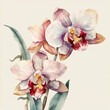 Orchid flowers illustration