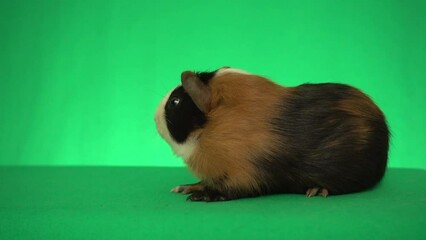 Sticker - guinea pig on green screen