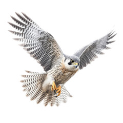 a Peregrine Falcon Falco peregrinus, in flight, 3/4 view, captivating, Wildlife-themed, cutout, isolated, photorealistic illustrations in a PNG. Generative AI