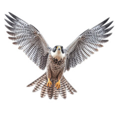 Wall Mural - a Peregrine Falcon, Falco peregrinus in-flight wings spread frontal view in a Nature-themed, photorealistic illustration in a PNG, cutout, and isolated. Generative AI