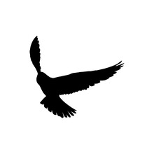 Silhouette Of The Flying Bird Of Prey, Falcon Or Hawk, For Logo, Pictogram, Website, Art Illustration, Or Graphic Design Element. Vector Illustration 