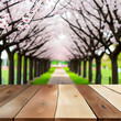 Selective focus, Wood table top on blur soft focus sakura (cherry blossom) background. For montage product display. generative ai.