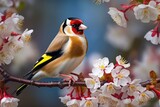 Fototapeta  - Goldfinch (Carduelis carduelis) - Single bird. Generative AI