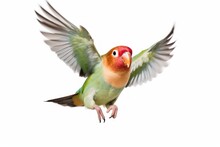 Rosy-faced Lovebird Flying (Agapornis Roseicollis). Generative AI