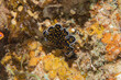 © yeshaya - Sea slug in the Red Sea Colorful and beautiful, Eilat Israel
