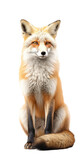 Fototapeta Pokój dzieciecy - a red fox sitting upright in a frontal view as a transparent PNG Nature-themed, photorealistic illustration. Generative ai