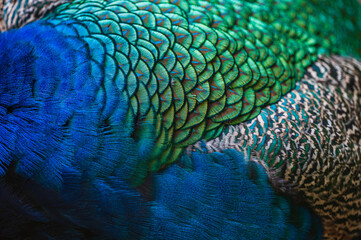  peacock feather background