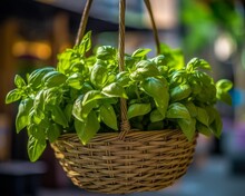 Basil Leaves In A Hanging Basket With A Blurred Background