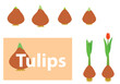 vector design elements - tulip bulbs and plants