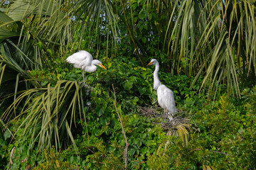 Wall Mural - Two Great Egrets at their nests in a wetland marsh rookery.