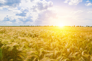 Wall Mural - A field with ripe wheat and a bright sun over the horizon.