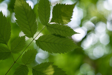 Poster - Defocused tree leaves. Natural bokeh, blurry background out of focus