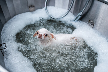 Wall Mural - A small white dog enjoys a luxurious spa experience in a grooming salon, where she gets to take a bath.