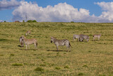 Fototapeta Sawanna - Burchell's zebras (Equus quagga burchellii) at Crescent Island Game Sanctuary on Naivasha lake, Kenya
