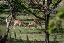 Two Young Fallow Deer Playing In Nature Arrea In The Netherland In Beautiful Sunny Weather 