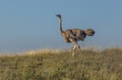 © Matyas Rehak - Female ostrich near South Horr village, Kenya