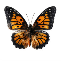 Wall Mural - a butterfly with orange and black wings on a transparent background png isolated generative ai