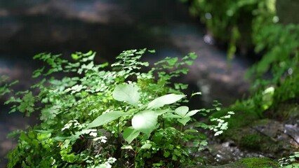 Canvas Print - green leaves