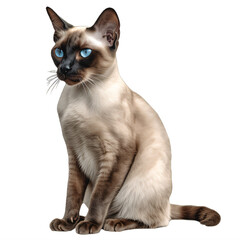 Wall Mural - a siamese cat with blue eyes on a transparent background png isolated generative ai