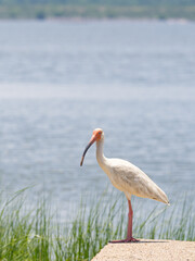 Wall Mural - White Ibis Standing in Profile at Water's Edge, Looking at Camera