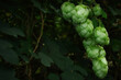 Hopfen - Close Up - Background - Humulus Lupulus -  Fresh - Hops - Hoppy Cones - Beer - Green - Natural - Cones - Ecology - High Quality Photo	