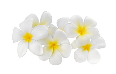 frangipani flower isolated on transparent png