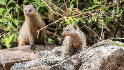 Poster - Closeup of  mongooses, herpestidae captured standing on a rugged rock in safari