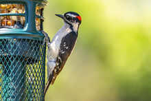 Close-up Of Downy Woodpecker Sitting On The Feeder.