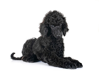 Canvas Print -  puppy standard poodle in studio