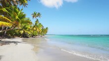 Tropical Beach With Palm Trees Hanging Over The Turquoise Sea. Transparent Waves On White Sand. Paradise Beach On The Caribbean Island Of Barbados. Panoramic Video Of A Beautiful Landscape.